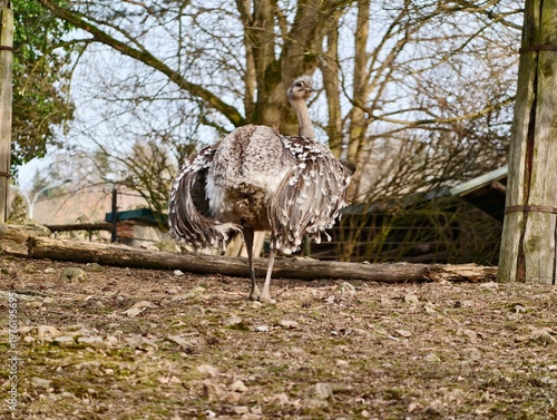 Fotografie Solitary bird observes surroundings
