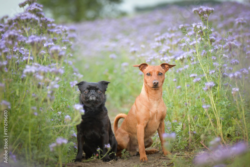Two small dogs sitting together on a path between blooming purple flowers, looking up attentively. Lovely friendship and companionship concept in nature.	
