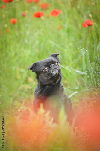 Black Pug sitting among green grass and red poppy flowers, looking curiously upward. Cute small companion dog outdoors in colorful summer meadow with soft foreground blur.	