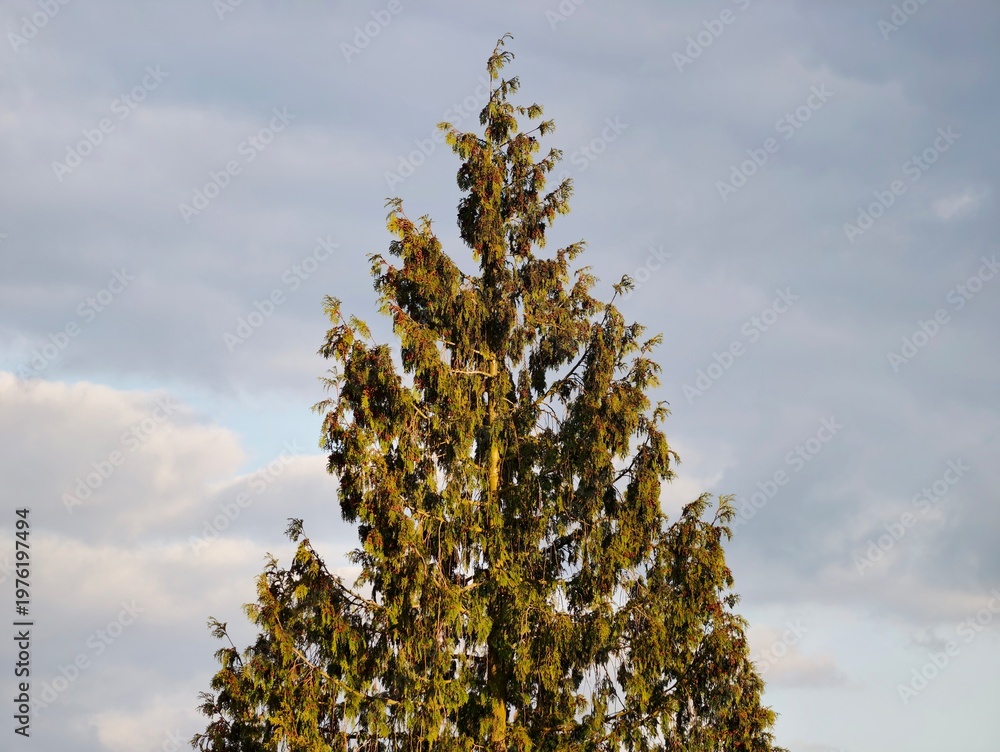 Foto Majestic tree silhouette