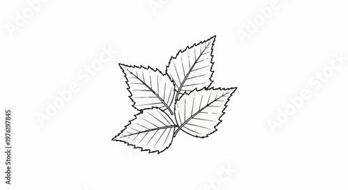 A stylized sketch of four overlapping serrated leaves on a white background