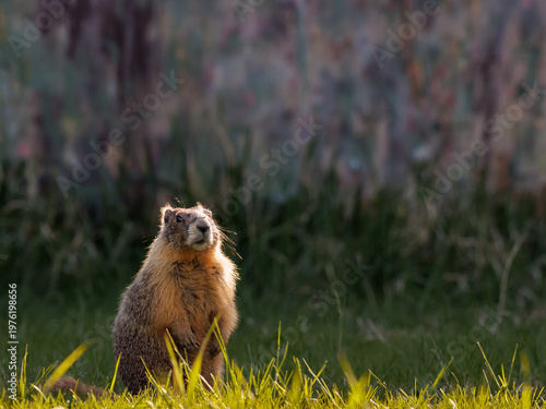 Yellow-bellied Marmot Standing Alert in Golden Morning Light near Penticton British Columbia Canada