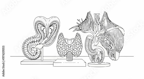 Anatomical models of endocrine glands, including thyroid and adrenal