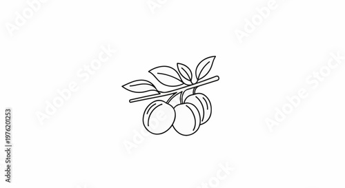 A simple line drawing of four plums hanging from a branch with leaves