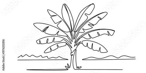Minimalist continuous line drawing of a tropical banana tree with large fanning leaves Vector, illustration