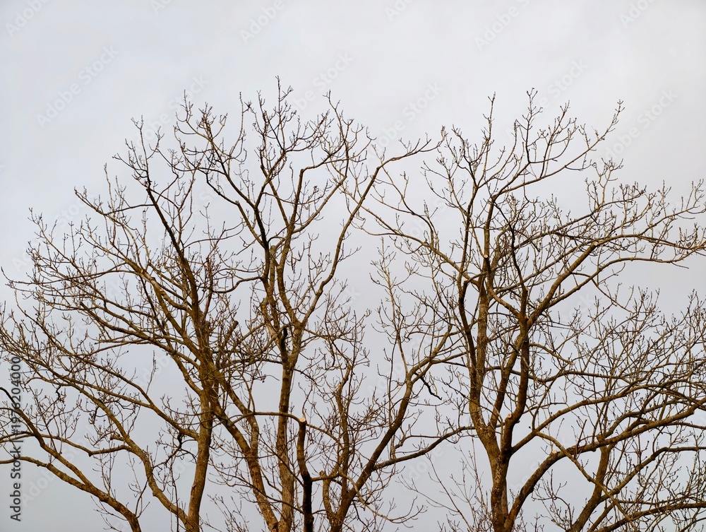 Fototapeta premium Barren branches reach sky. Bare twigs stretch into air. Leafless limbs extend into pale sky