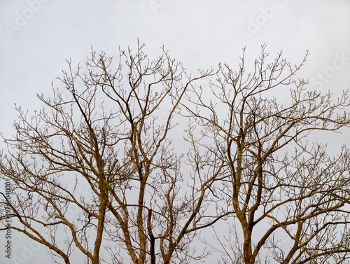 Barren branches reach sky. Bare twigs stretch into air. Leafless limbs extend into pale sky