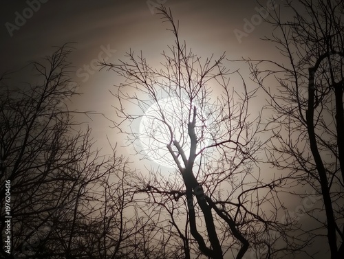Obraz na płótnie Branches shrouded in darkness cast ghostly silhouettes on peaceful and glowing n