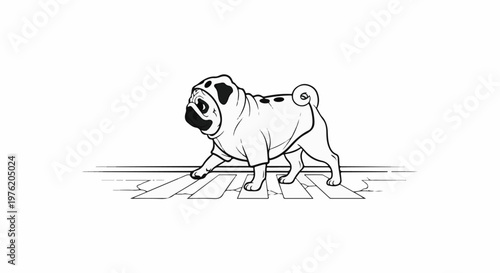 A stylized line drawing of a pug dog walking across a crosswalk