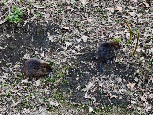 Cuadro en lienzo Nutria engaging in lowprofile feeding near habitat margins with sparse plants an