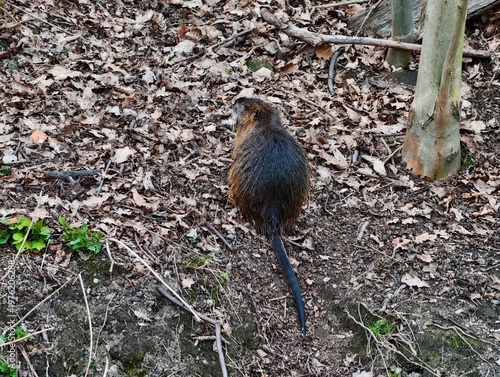 Cuadro en lienzo Coypu navigating forested incline carefully