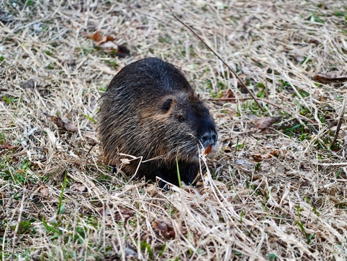 Konstfotografi Nutria demonstrates distinct herbivorous habits through grazing and chewing patt