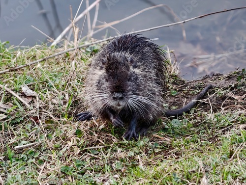 Konstfotografi Emerging nutria approaches shoreline