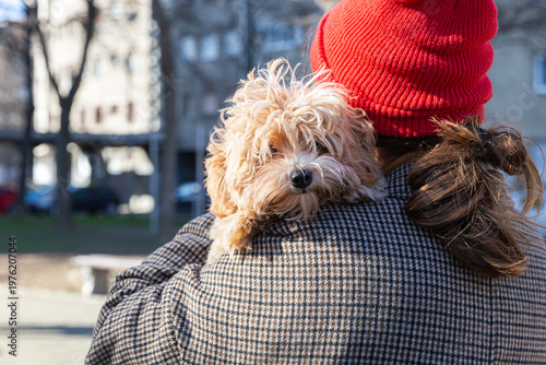 Wallpaper Mural Curly Dog Resting On Shoulder During Commute, Woman In Red Beanie And Checked Coat Holds Apricot Poodle Close, Soft Winter Light, Blurred City Buildings And Park Benches In Background, Tender Torontodigital.ca