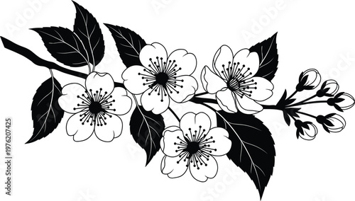 Flowering branch botanical illustration blooming petals buds leaves nature design, floral artwork concept, organic theme, garden symbol, decorative plant graphic image