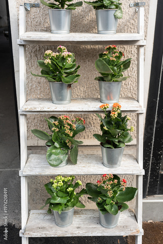 Wallpaper Mural Potted Kalanchoe Plants On Rustic Shelf, White Painted Ladder Rack Holds Ceramic And Metal Pots With Red, Yellow, Orange Blooms, Natural Window Light, Cozy Boutique Atmosphere, Tidy Retail Styling, Torontodigital.ca