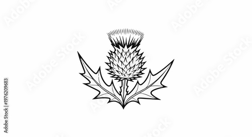 Stylized black ink drawing of a thistle with spiky head and jagged leaves