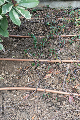 Wallpaper Mural Drip Irrigation Lines Across Bare Soil, Brown Tubing Snaking Between Sparse Seedlings And Leafy Shrub, Maintenanceready Bed Prepared By Urban Gardener, Soft Morning Light Highlighting Moist Earth Torontodigital.ca