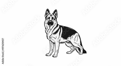 Stylized black and white illustration of a German Shepherd dog