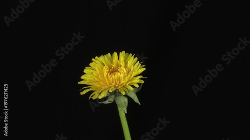 dandelion (Taraxacum officinale) Taràssaco comune	