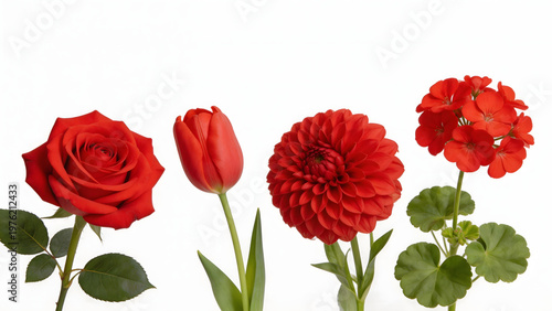 Red flowers on white background