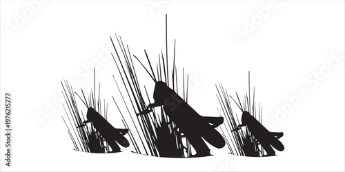 Serene sunset silhouette of a grasshopper perched on tall grass blades