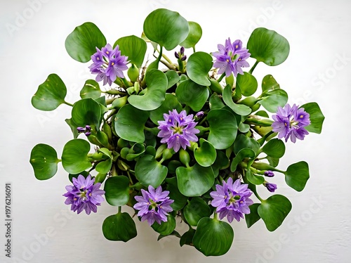 Beautiful purple flowering aquatic plant with green rounded leaves and vibrant lilac blossoms in full bloom  water hyacinth in a pot  Eichhornia crassipes