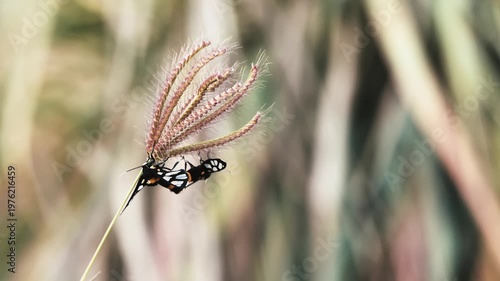 Macro close-up of black and white moth insects mating on a wild grass flower with a soft natural background. Ideal for nature, wildlife, ecology, and environmental themes.