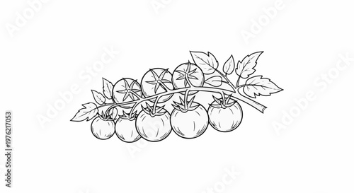 Black and white line art sketch of a vine with ripe tomatoes and leaves