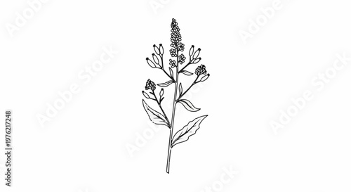 Black and white line drawing of a flowering plant with many small buds