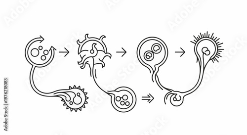 Biological cell division and development process in sequence