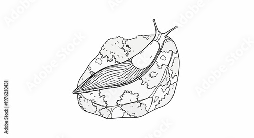 Detailed line art of a slug crawling on a textured, irregularly shaped object