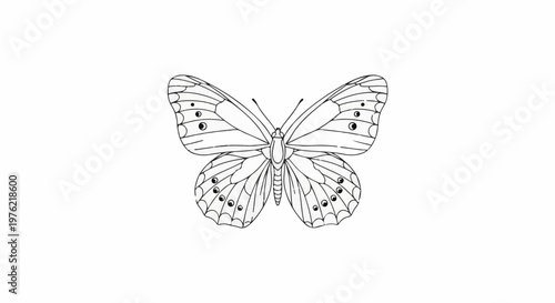 Detailed line drawing of a butterfly with symmetrical wings and circular markings