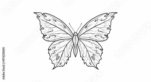 Detailed line drawing of a butterfly with intricate wing patterns