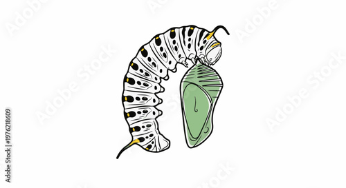 Black and white caterpillar transforms into a green chrysalis