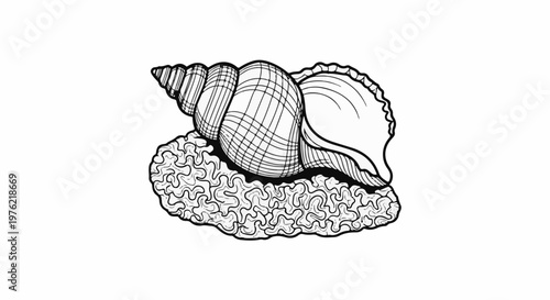Detailed line drawing of a conch shell resting on coral