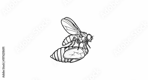 Detailed line drawing of a fly emerging from its pupa