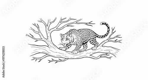 Black and white drawing of a spotted feline on a bare tree branch