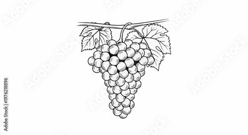 Detailed line drawing of a ripe bunch of grapes hanging from a vine