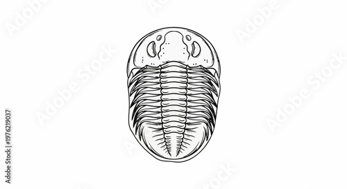 Detailed line drawing of a trilobite fossil on white background