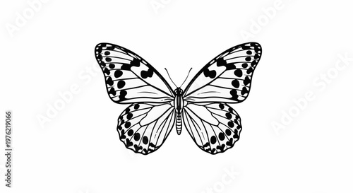 Black and white illustration of a butterfly with spotted wings on a white background