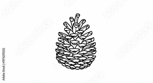 Detailed outline drawing of a pine cone on a white background