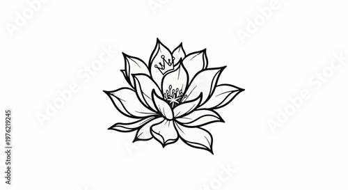 Delicate black and white line drawing of a blooming lotus flower