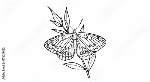 Delicate butterfly with patterned wings rests on a slender stem with leaves