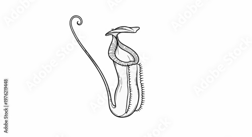 Black and white illustration of a pitcher plant with a curved tendril