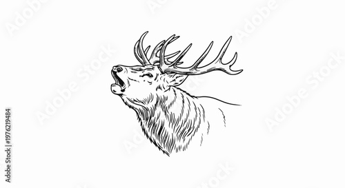 Detailed sketch of a stag's head with large antlers, mouth open