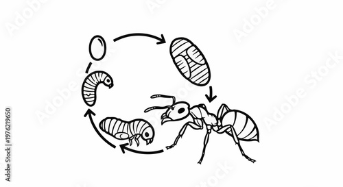 Diagram of an ant's life cycle showing egg, larva, pupa, and adult