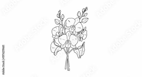 Delicate line art depicts a bouquet of orchids in bloom with buds