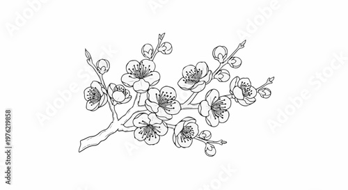 Delicate line drawing of a flowering branch with buds and blossoms on a white background