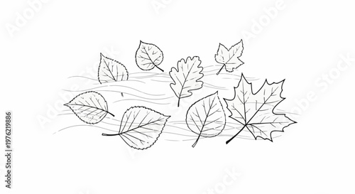 Diverse leaf shapes with wavy lines on a white background